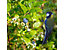 Filet anti-oiseaux | Protection des arbres & arbustes | l x L 10 x 4 m | Certeo